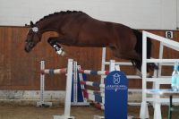 XL Reitpony Stute 4 Jahre Schleswig-Holstein - Preetz Vorschau