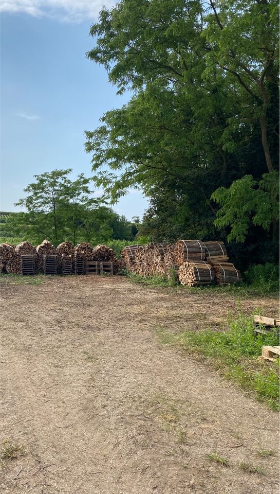 Brennholz Ofenfertig reine Buche in Kenzingen