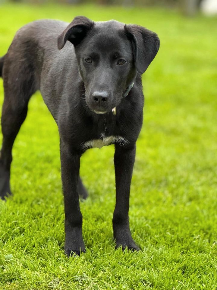 Herzenshündin JUNO❤️ sucht ihre Menschen in Herten