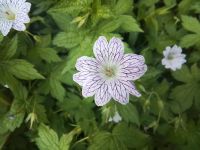 Storchschnabel, Pflanze, Staude, insektenfreundlich Bayern - Obertaufkirchen Vorschau