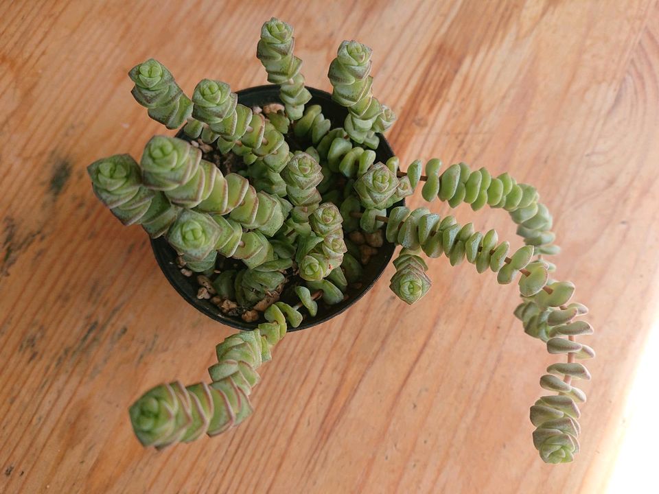 Zimmerpflanze Crassula marnierana Hottentot Felsen- Dickblatt in Thierhaupten