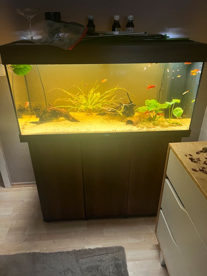 Juwel Aquarium Rio 180 mit Unterschrank und Zubehör in Nidderau