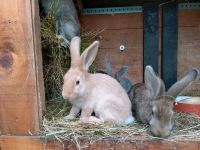 Kaninchen, Hasen, Rammler, Böcke Hessen - Bebra Vorschau