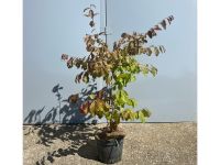 Parrotia persica - Eisenholzbaum | Bayernhecke Nürnberg (Mittelfr) - Südoststadt Vorschau