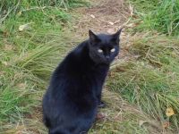 Schwarze Katzendame zugelaufen Niedersachsen - Stöckse Vorschau