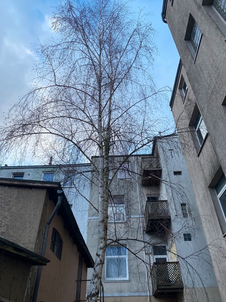 Baum Holz Brennholz Feuerholz kostenlos zu verschenken in Neumünster