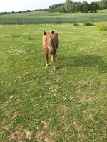 Shetlandpony in gute Hände abzugeben Nordrhein-Westfalen - Jüchen Vorschau