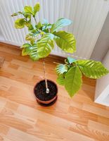 Kaffeepflanze inkl. Übertopf - 70 cm hoch frisch & besonders Parchim - Landkreis - Parchim Vorschau