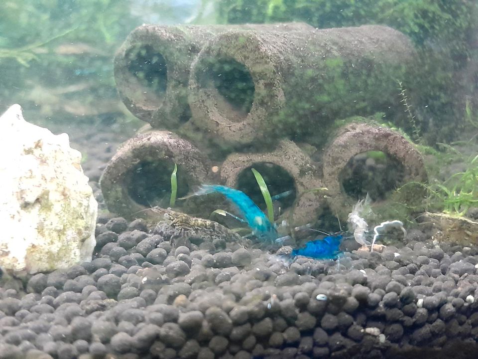 Aquarium, Garnelen, Fische,Neocaridina in Greußen