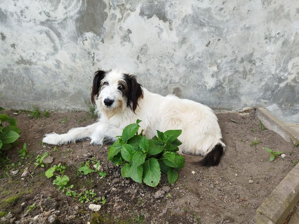 Balu sucht seine Menschen in Duvensee