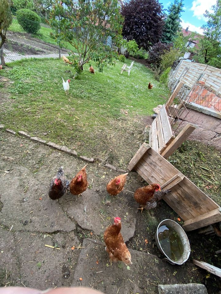Legehennen Hühner in Wasungen