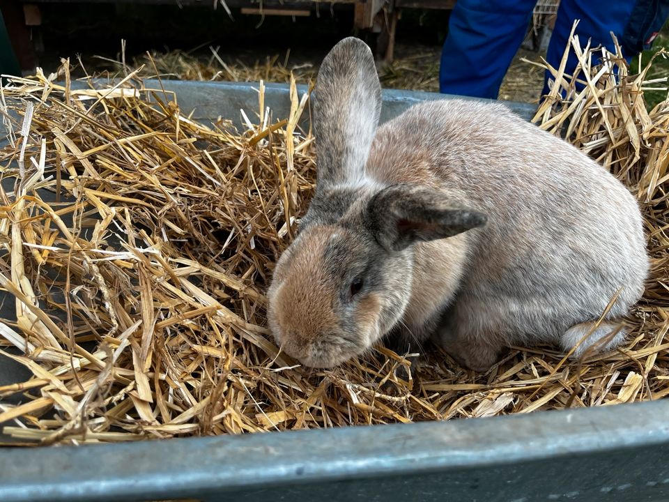 Kaninchen Rammler in Sietow