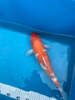 Kohaku Marusei 40 cm Original Japan Koi Koikarpfen Nordrhein-Westfalen - Neuenkirchen Vorschau