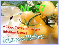♥ Tomate Schneewittchen Samen,Alte Sorte,Tulpenstolz Garten Seeds Eimsbüttel - Hamburg Schnelsen Vorschau