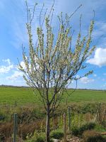 Pflaumenbaum Obstbaum ca 3m Niedersachsen - Südbrookmerland Vorschau