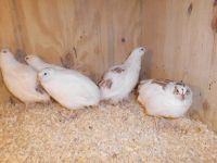 BRUTEIER Celadon reinerbige Hellschecken Legewachtel Wachtel-Eier Niedersachsen - Haren (Ems) Vorschau