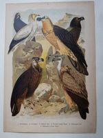 Arnold  Die Vögel Europas 1897  Weisskopfgeier  Bartgeier Baden-Württemberg - Leonberg Vorschau