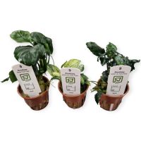 Anubias Aquarienpflanzen ab, 7,99€* verschiedene Arten Saarland - Püttlingen Vorschau