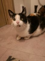 Katze vermisst Sachsen - Meerane Vorschau
