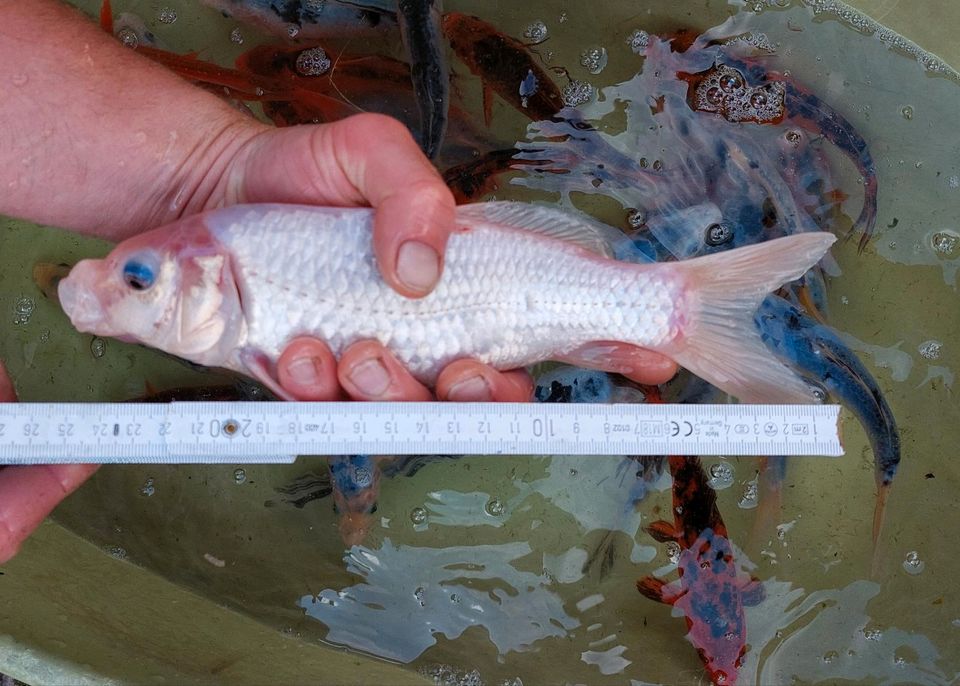 Koi Karpfen 17-25cm in Langenbernsdorf