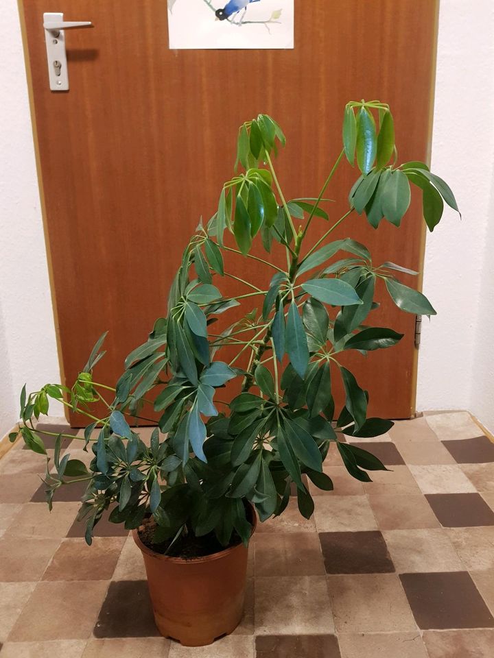 Exotenherz - Schefflera Zimmerpflanze ca.60cm. hoch.. in Nürnberg (Mittelfr)