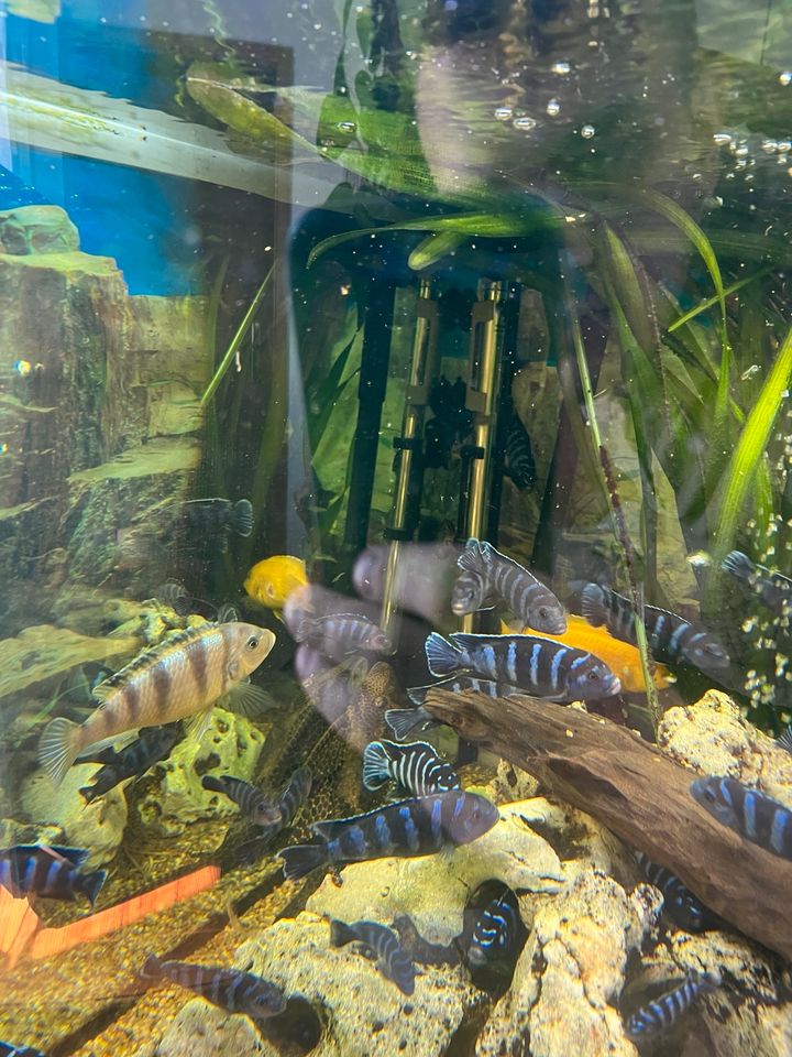 350 Liter Aquarium mit Fischen + allen Zubehör in Wolgast