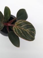 Philodendron Birkin pink Nordrhein-Westfalen - Castrop-Rauxel Vorschau