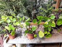 Pilea peperomioides,  Glückstaler, Chinesischer Geldbaum, Ufopfla Nürnberg (Mittelfr) - Aussenstadt-Sued Vorschau