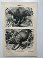 Nashorn Rhinoceros alt antik Druck Tafel Zeichnung Bild schwarz Hessen - Kassel Vorschau