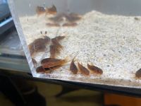 Corydoras Red Stripe Panzerwelse Rheinland-Pfalz - Schmitshausen Vorschau