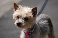 Yorkie-Opa "Bobi" sucht liebevolles Zuhause Duisburg - Duisburg-Mitte Vorschau