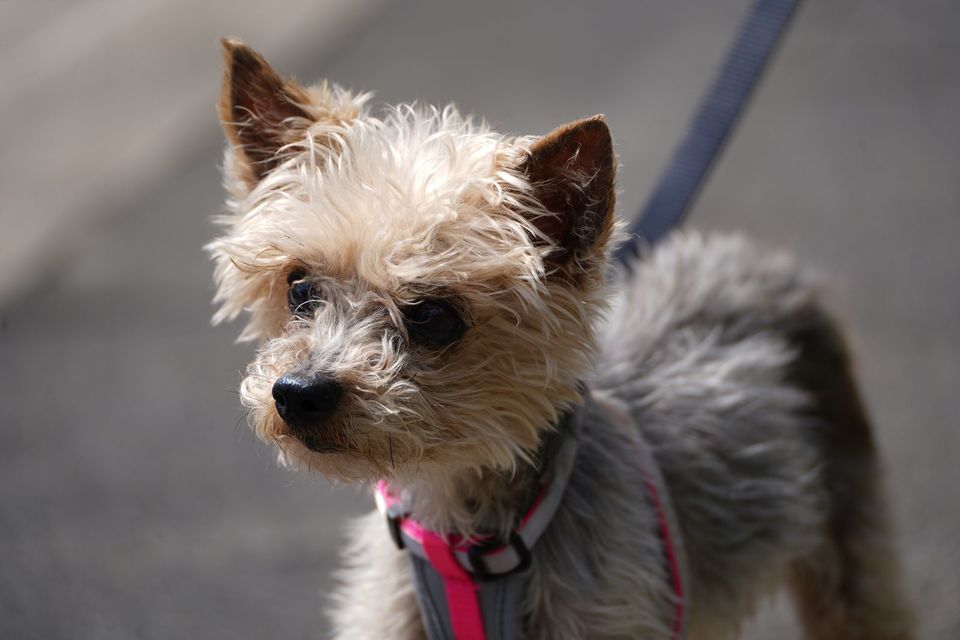 Yorkie-Opa "Bobi" sucht liebevolles Zuhause in Duisburg