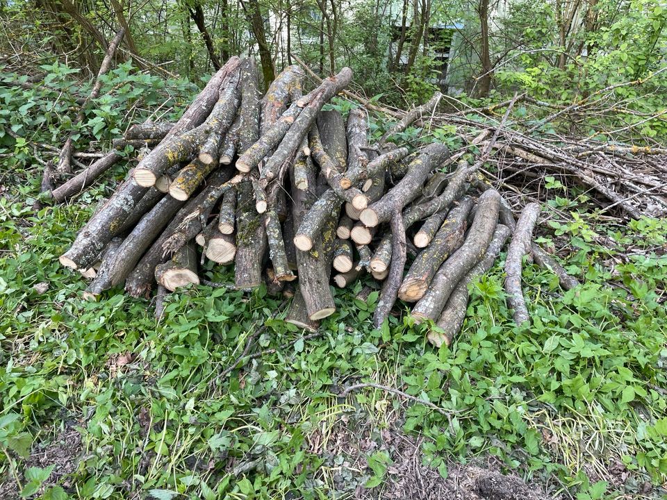 Brennholz zum Selbermachen in Bad Abbach