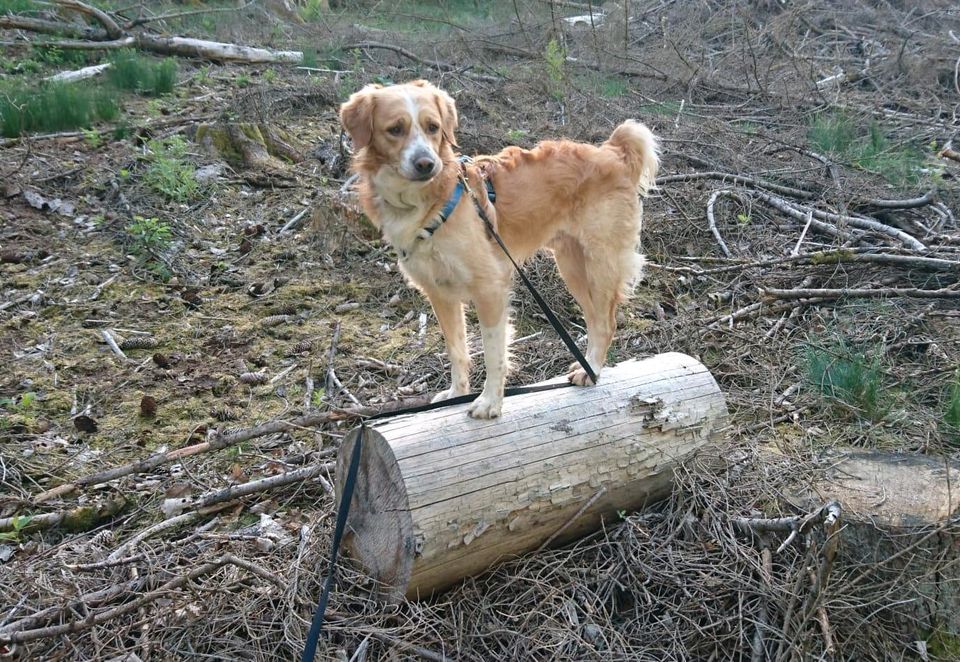 Hund Knut, 4,5 Jahre alter Rüde in Neunkirchen Siegerland