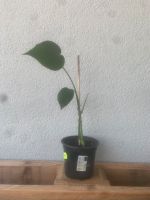 Monstera Deliciosa Niedersachsen - Oldenburg Vorschau