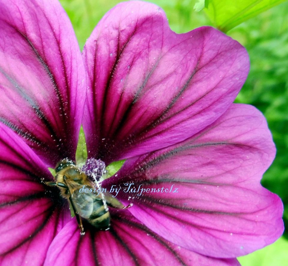 ♥ Maharadscha Malve,Samen,Malva Sylvestris Heilpflanze Staude in Hamburg