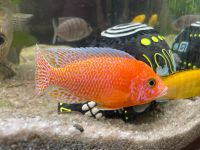 Malawi Buntbarsch Aulonocara Fire Fish 4er Gruppe Aquarium Fische Bayern - Weibersbrunn Vorschau