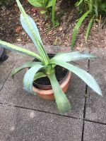 Pflegeleichte Pflanzen Agave verschiedene Größen Hessen - Rosbach (v d Höhe) Vorschau