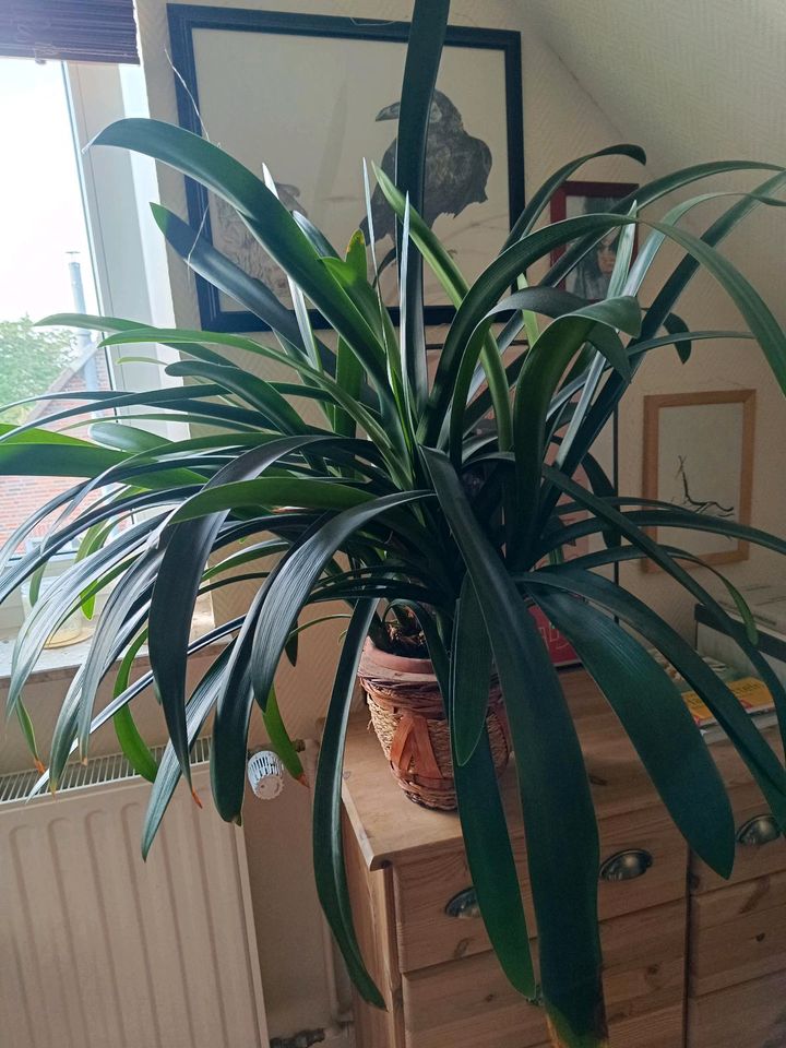 Sehr große Clivia Zimmerpflanze mit Übertopf in Schwerin