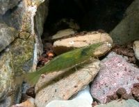 Zwerggarnelen Caridina Babaultis sp. green München - Sendling-Westpark Vorschau