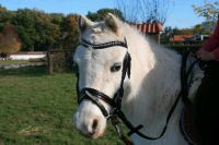 Reitbeteiligung für Pony Stute gesucht 115cm Kinderpony Niedersachsen - Warmsen Vorschau