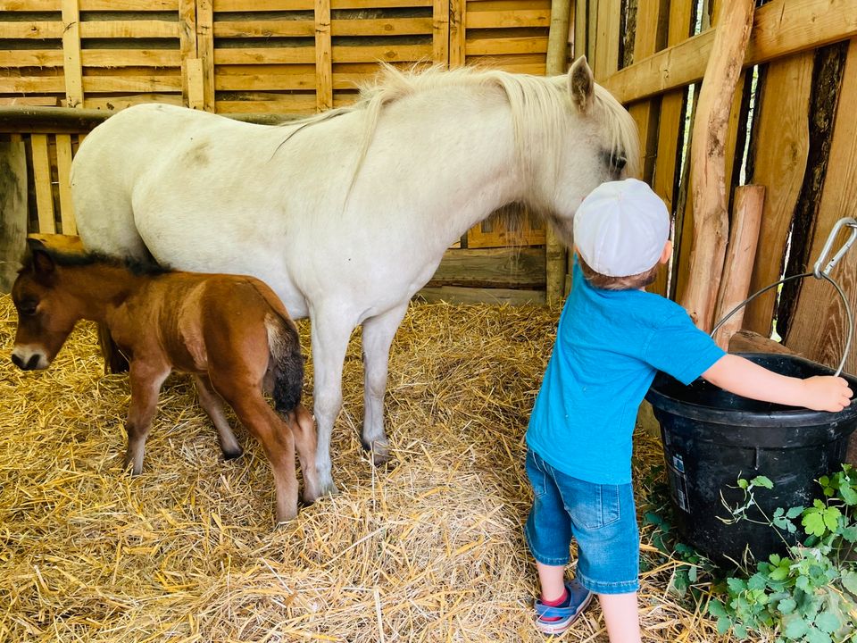 Shetlandpony Stute zu verkaufen in Bandelin