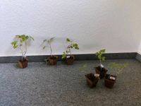 Ochsenherz Tomaten Pflanzen Sachsen - Chemnitz Vorschau