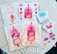 ❌️Neu! Anatomie des Menschen, Human Body, Organe Rheinland-Pfalz - Neustadt an der Weinstraße Vorschau