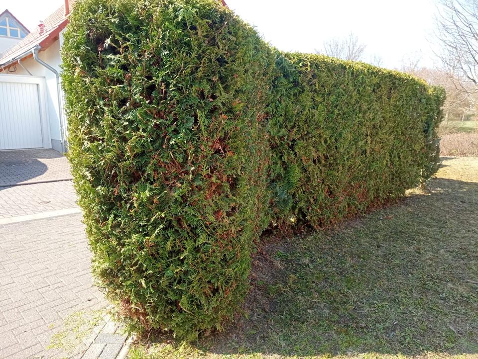 Hecken schneiden/ Rasenmähen/ Unkraut entfernen/ Gartenarbeit in Erfurt
