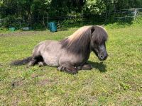 Shetland Pony Wallach Baden-Württemberg - Bad Überkingen Vorschau