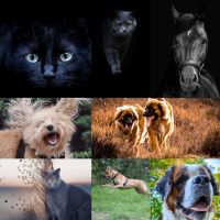 Tierfotograf - Hundefotograf West - Unterliederbach Vorschau