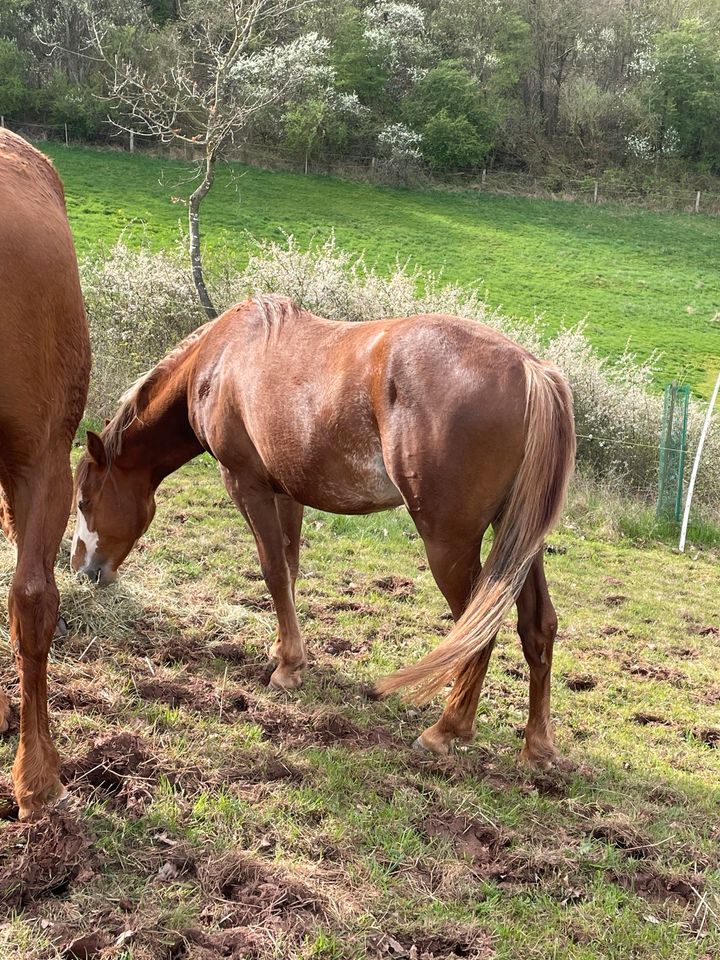 Ausnahme Hengst 2 Jahre Quarter Pony Sonderfarbe Kinderpony in Ronshausen
