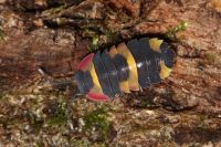 Merulanella sp. Tricolor - Asseln - Terrarium - Haustier - Isopod Dresden - Leuben Vorschau