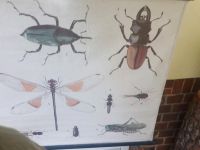 Wandbild aus Stoff mit Insektenmotiv Brandenburg - Rüdersdorf Vorschau